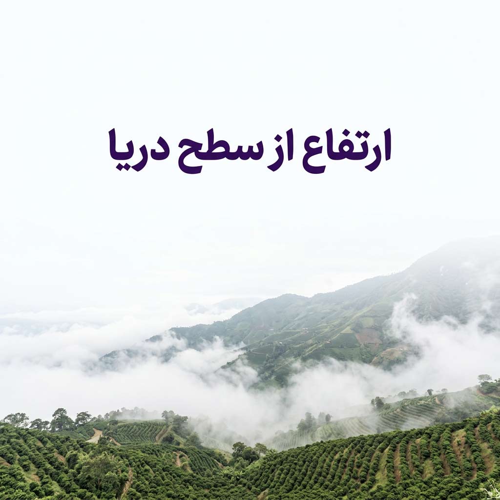 ارتفاع از سطح دریا چه تأثیری بر طعم قهوه دارد؟