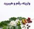 ورایتی، کالتیوار و هیبرید در قهوه یعنی چه؟