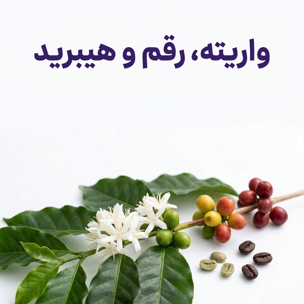 ورایتی، کالتیوار و هیبرید در قهوه یعنی چه؟